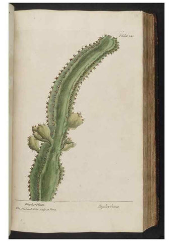 Reproducción/Reproduction 8362189112: A curious herbal. London : Printed for Samuel Harding, 1737-1739.