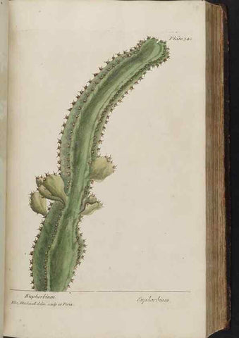 Reproducción/Reproduction 8362189112: A curious herbal. London : Printed for Samuel Harding, 1737-1739.
