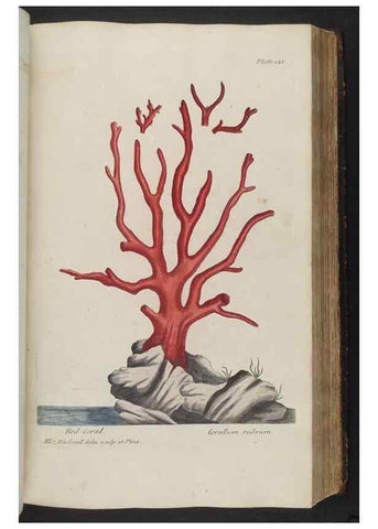Reproducción/Reproduction 8362189656: A curious herbal. London : Printed for Samuel Harding, 1737-1739.