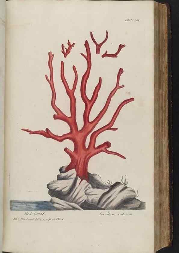 Reproducción/Reproduction 8362189656: A curious herbal. London : Printed for Samuel Harding, 1737-1739.