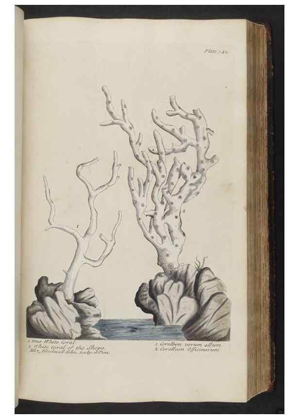 Reproducción/Reproduction 8361128455: A curious herbal. London : Printed for Samuel Harding, 1737-1739.