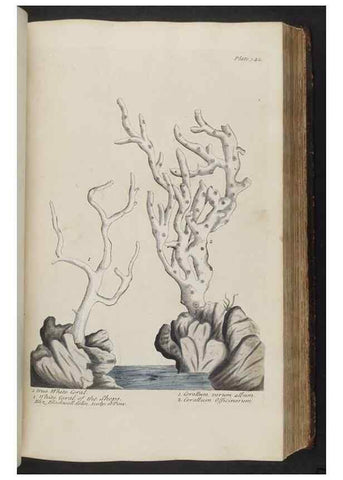 Reproducción/Reproduction 8361128455: A curious herbal. London : Printed for Samuel Harding, 1737-1739.