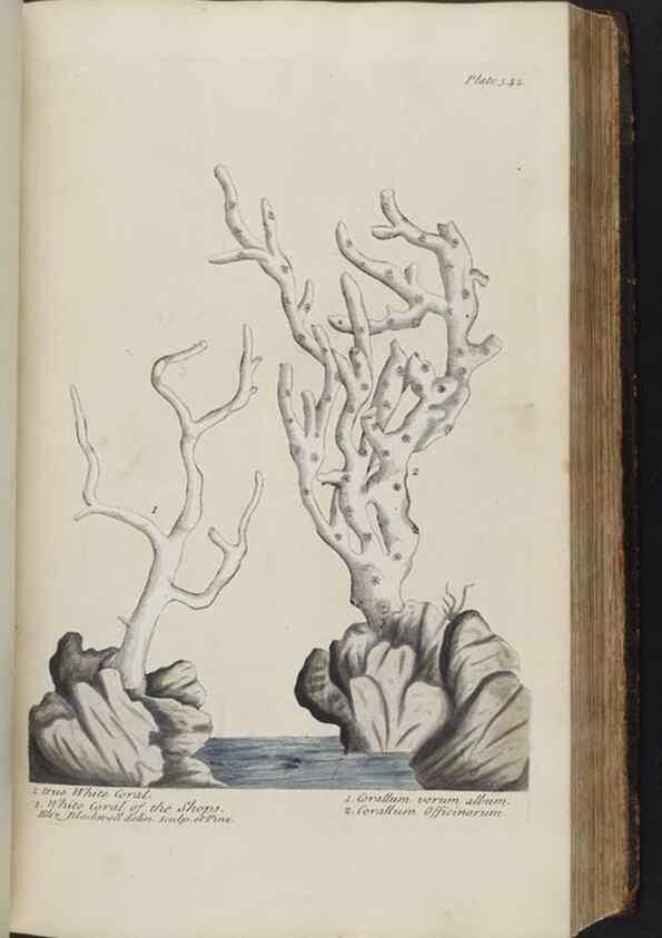 Reproducción/Reproduction 8361128455: A curious herbal. London : Printed for Samuel Harding, 1737-1739.