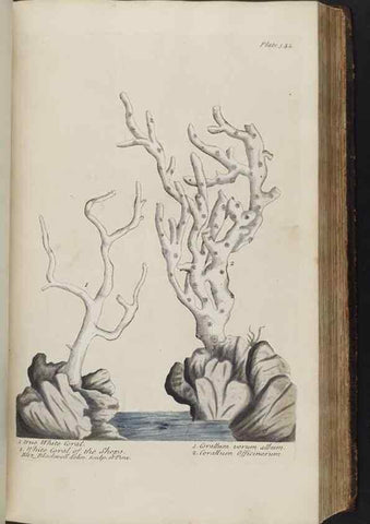 Reproducción/Reproduction 8361128455: A curious herbal. London : Printed for Samuel Harding, 1737-1739.