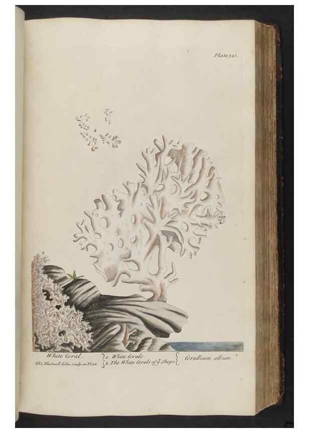 Reproducción/Reproduction 8362190216: A curious herbal. London : Printed for Samuel Harding, 1737-1739.