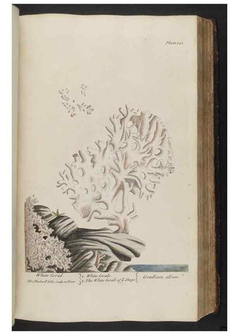 Reproducción/Reproduction 8362190216: A curious herbal. London : Printed for Samuel Harding, 1737-1739.