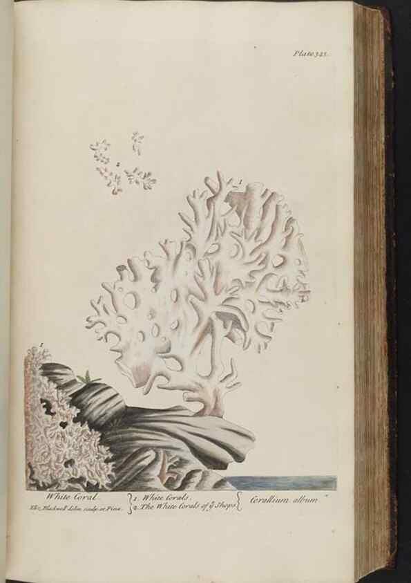 Reproducción/Reproduction 8362190216: A curious herbal. London : Printed for Samuel Harding, 1737-1739.