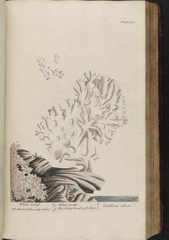 Reproducción/Reproduction 8362190216: A curious herbal. London : Printed for Samuel Harding, 1737-1739.