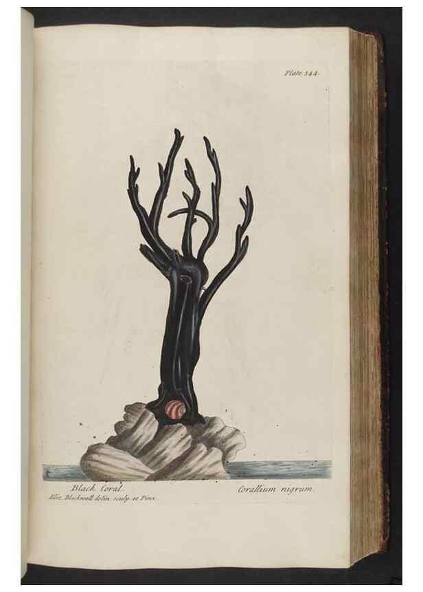 Reproducción/Reproduction 8362190464: A curious herbal. London : Printed for Samuel Harding, 1737-1739.