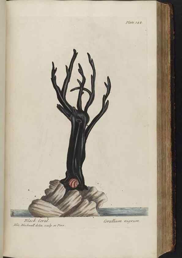 Reproducción/Reproduction 8362190464: A curious herbal. London : Printed for Samuel Harding, 1737-1739.