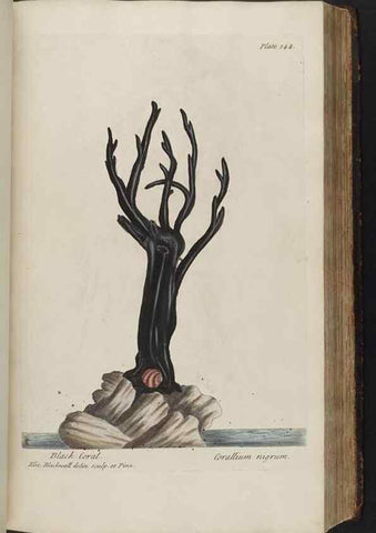 Reproducción/Reproduction 8362190464: A curious herbal. London : Printed for Samuel Harding, 1737-1739.