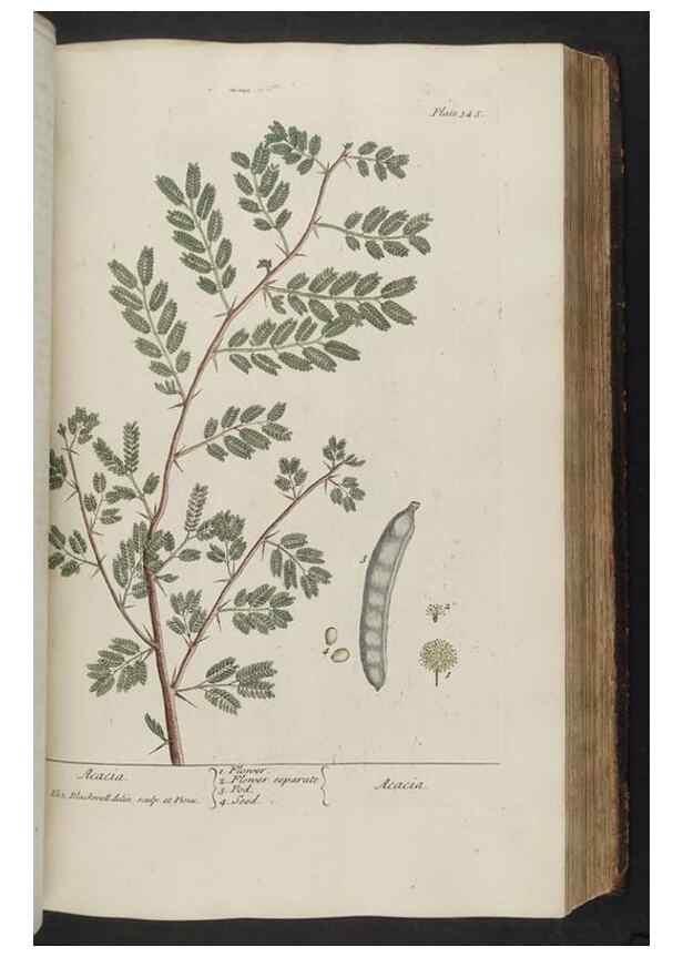 Reproducción/Reproduction 8361129253: A curious herbal. London : Printed for Samuel Harding, 1737-1739.