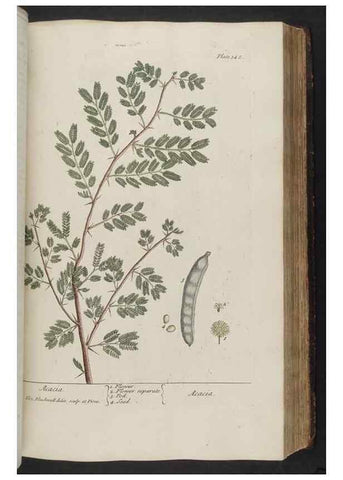 Reproducción/Reproduction 8361129253: A curious herbal. London : Printed for Samuel Harding, 1737-1739.