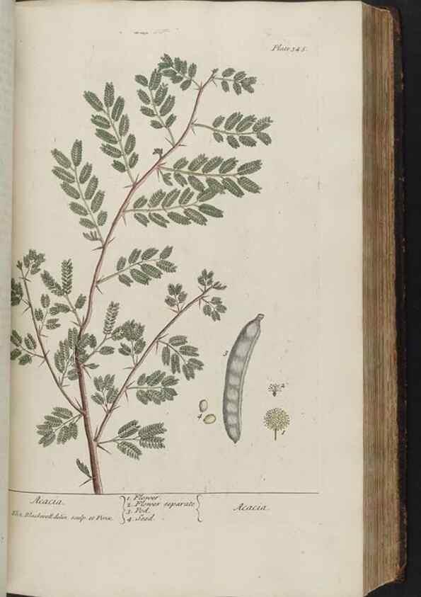 Reproducción/Reproduction 8361129253: A curious herbal. London : Printed for Samuel Harding, 1737-1739.