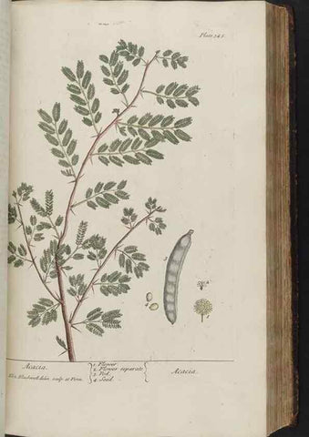 Reproducción/Reproduction 8361129253: A curious herbal. London : Printed for Samuel Harding, 1737-1739.