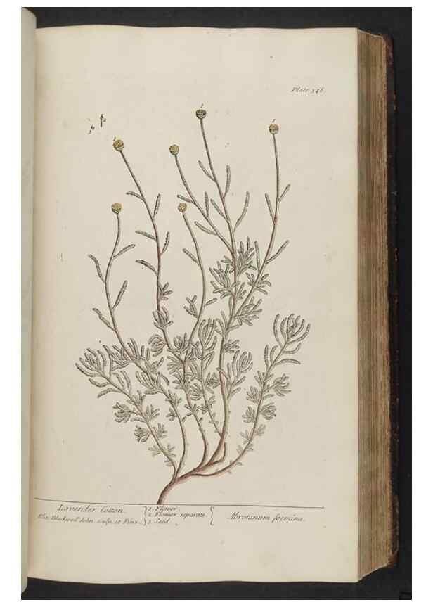 Reproducción/Reproduction 8362191084: A curious herbal. London : Printed for Samuel Harding, 1737-1739.