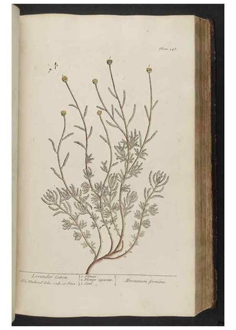 Reproducción/Reproduction 8362191084: A curious herbal. London : Printed for Samuel Harding, 1737-1739.