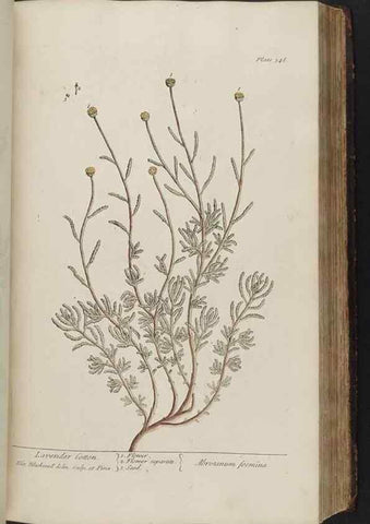 Reproducción/Reproduction 8362191084: A curious herbal. London : Printed for Samuel Harding, 1737-1739.