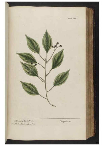 Reproducción/Reproduction 8361129737: A curious herbal. London : Printed for Samuel Harding, 1737-1739.