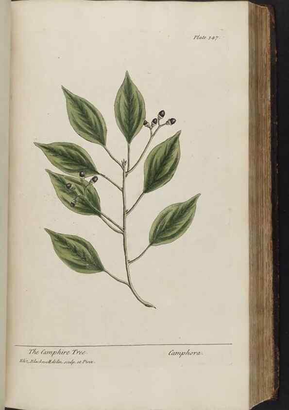 Reproducción/Reproduction 8361129737: A curious herbal. London : Printed for Samuel Harding, 1737-1739.