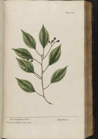 Reproducción/Reproduction 8361129737: A curious herbal. London : Printed for Samuel Harding, 1737-1739.