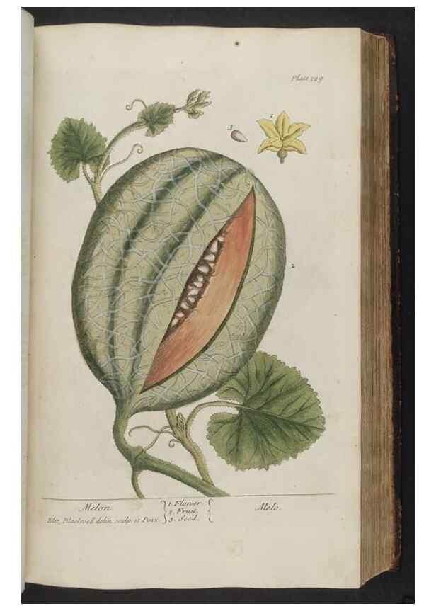 Reproducción/Reproduction 8361124985: A curious herbal. London : Printed for Samuel Harding, 1737-1739.