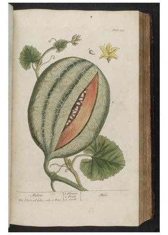 Reproducción/Reproduction 8361124985: A curious herbal. London : Printed for Samuel Harding, 1737-1739.