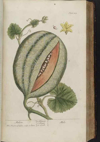Reproducción/Reproduction 8361124985: A curious herbal. London : Printed for Samuel Harding, 1737-1739.