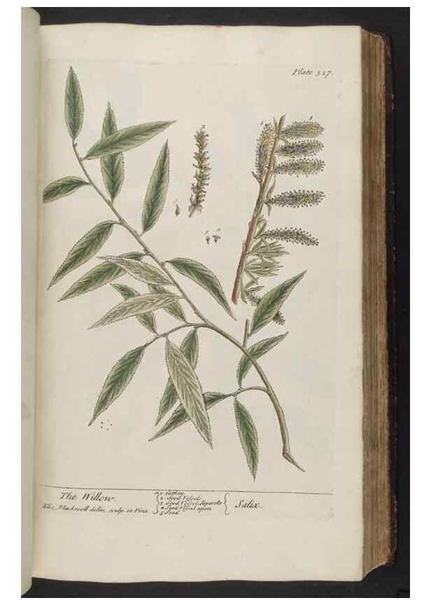 Reproducción/Reproduction 8361124567: A curious herbal. London : Printed for Samuel Harding, 1737-1739.