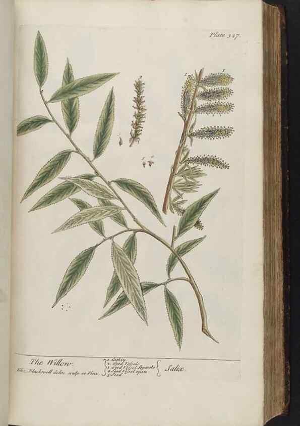 Reproducción/Reproduction 8361124567: A curious herbal. London : Printed for Samuel Harding, 1737-1739.