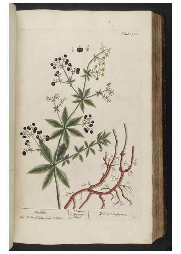 Reproducción/Reproduction 8362185640: A curious herbal. London : Printed for Samuel Harding, 1737-1739.