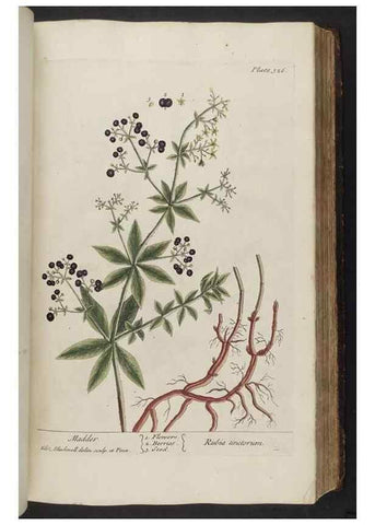 Reproducción/Reproduction 8362185640: A curious herbal. London : Printed for Samuel Harding, 1737-1739.
