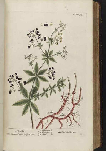 Reproducción/Reproduction 8362185640: A curious herbal. London : Printed for Samuel Harding, 1737-1739.