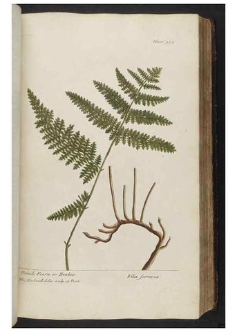 Reproducción/Reproduction 8361123825: A curious herbal. London : Printed for Samuel Harding, 1737-1739.