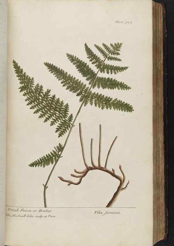 Reproducción/Reproduction 8361123825: A curious herbal. London : Printed for Samuel Harding, 1737-1739.