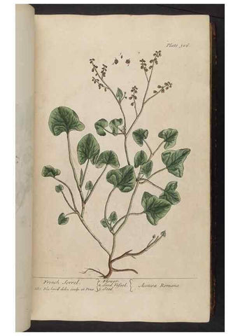 Reproducción/Reproduction 8362180738: A curious herbal. London : Printed for Samuel Harding, 1737-1739.