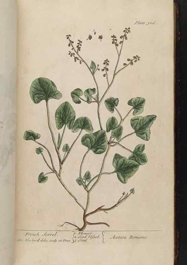Reproducción/Reproduction 8362180738: A curious herbal. London : Printed for Samuel Harding, 1737-1739.