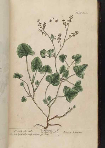 Reproducción/Reproduction 8362180738: A curious herbal. London : Printed for Samuel Harding, 1737-1739.