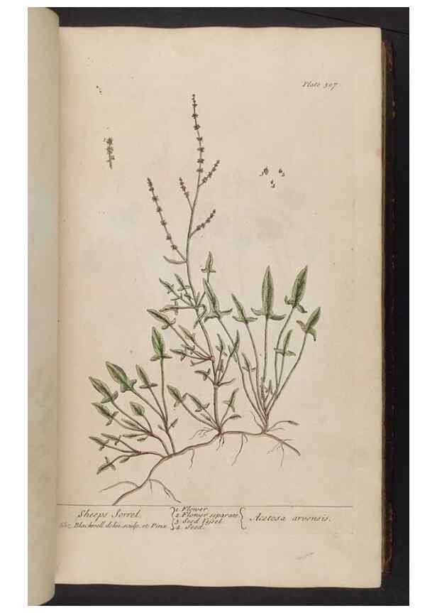 Reproducción/Reproduction 8361119557: A curious herbal. London : Printed for Samuel Harding, 1737-1739.