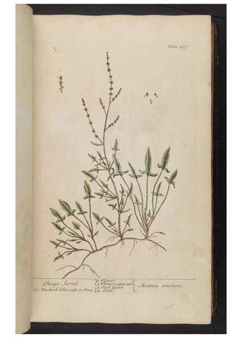 Reproducción/Reproduction 8361119557: A curious herbal. London : Printed for Samuel Harding, 1737-1739.