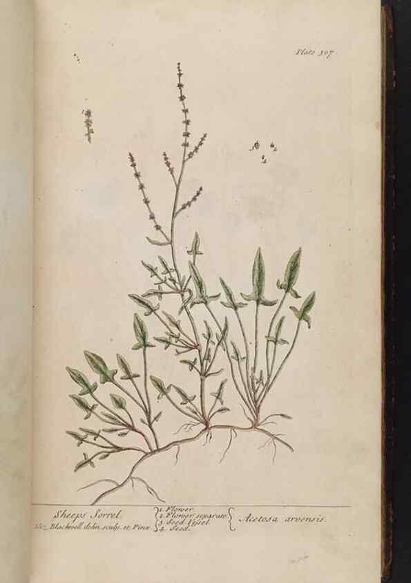 Reproducción/Reproduction 8361119557: A curious herbal. London : Printed for Samuel Harding, 1737-1739.