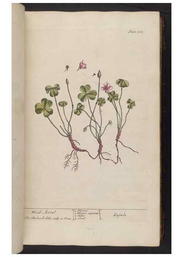 Reproducción/Reproduction 8361119723: A curious herbal. London : Printed for Samuel Harding, 1737-1739.