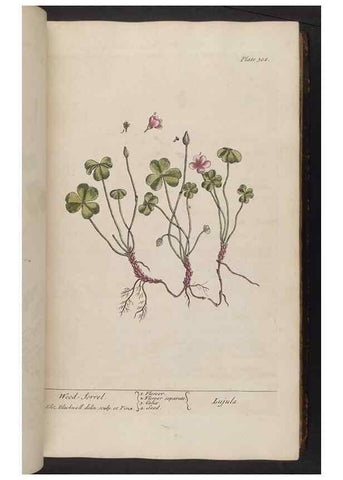Reproducción/Reproduction 8361119723: A curious herbal. London : Printed for Samuel Harding, 1737-1739.