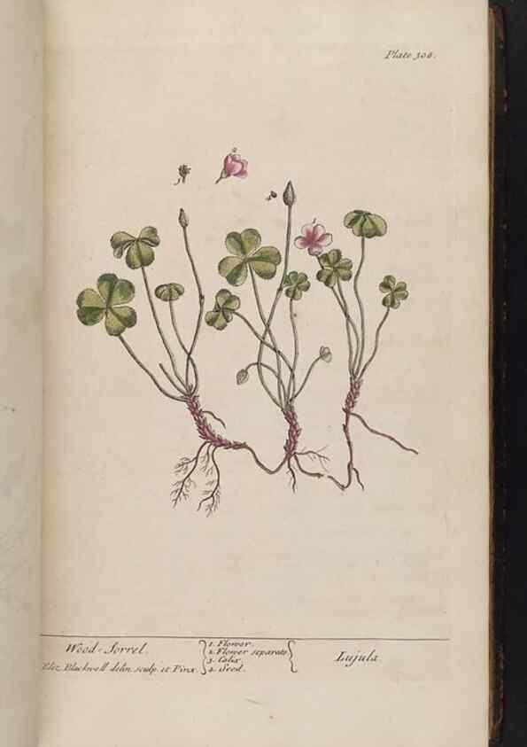 Reproducción/Reproduction 8361119723: A curious herbal. London : Printed for Samuel Harding, 1737-1739.