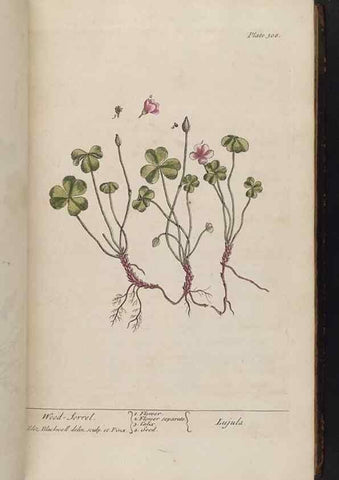 Reproducción/Reproduction 8361119723: A curious herbal. London : Printed for Samuel Harding, 1737-1739.