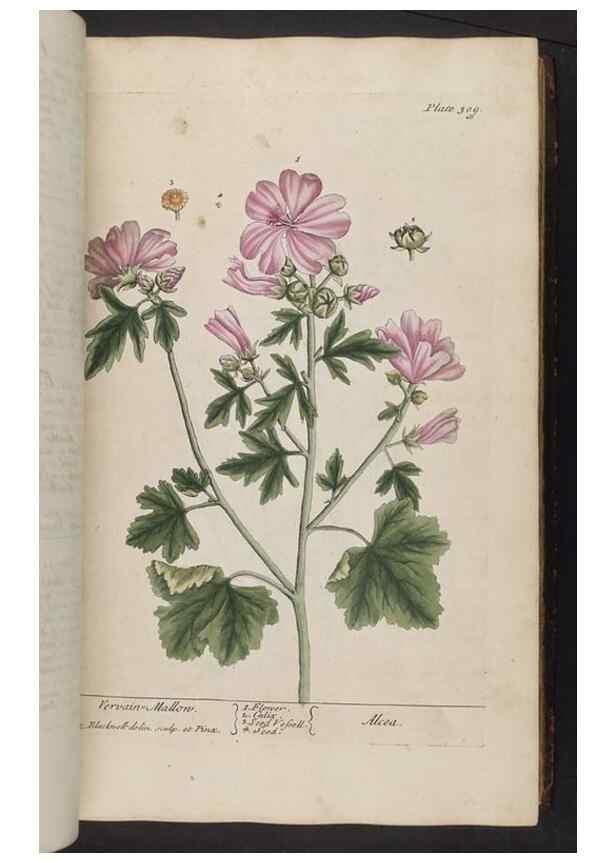Reproducción/Reproduction 8361119977: A curious herbal. London : Printed for Samuel Harding, 1737-1739.