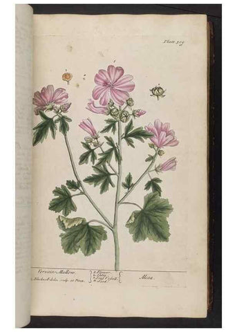 Reproducción/Reproduction 8361119977: A curious herbal. London : Printed for Samuel Harding, 1737-1739.