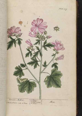 Reproducción/Reproduction 8361119977: A curious herbal. London : Printed for Samuel Harding, 1737-1739.