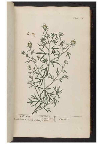 Reproducción/Reproduction 8362181578: A curious herbal. London : Printed for Samuel Harding, 1737-1739.