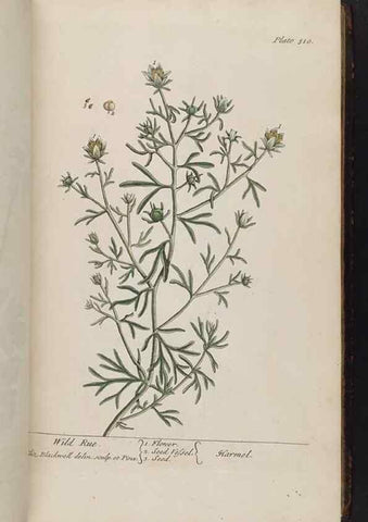 Reproducción/Reproduction 8362181578: A curious herbal. London : Printed for Samuel Harding, 1737-1739.